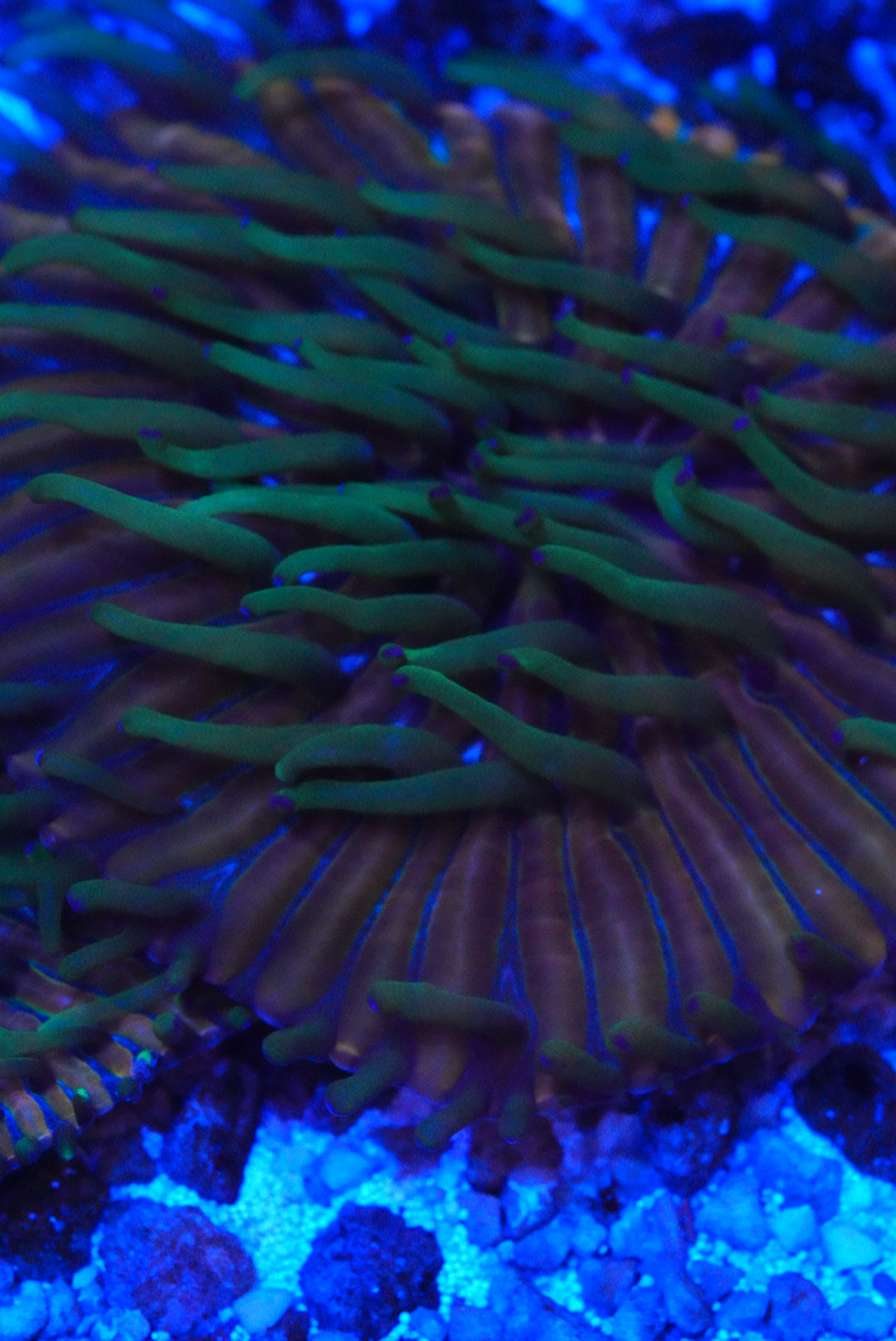 Fungia plate coral