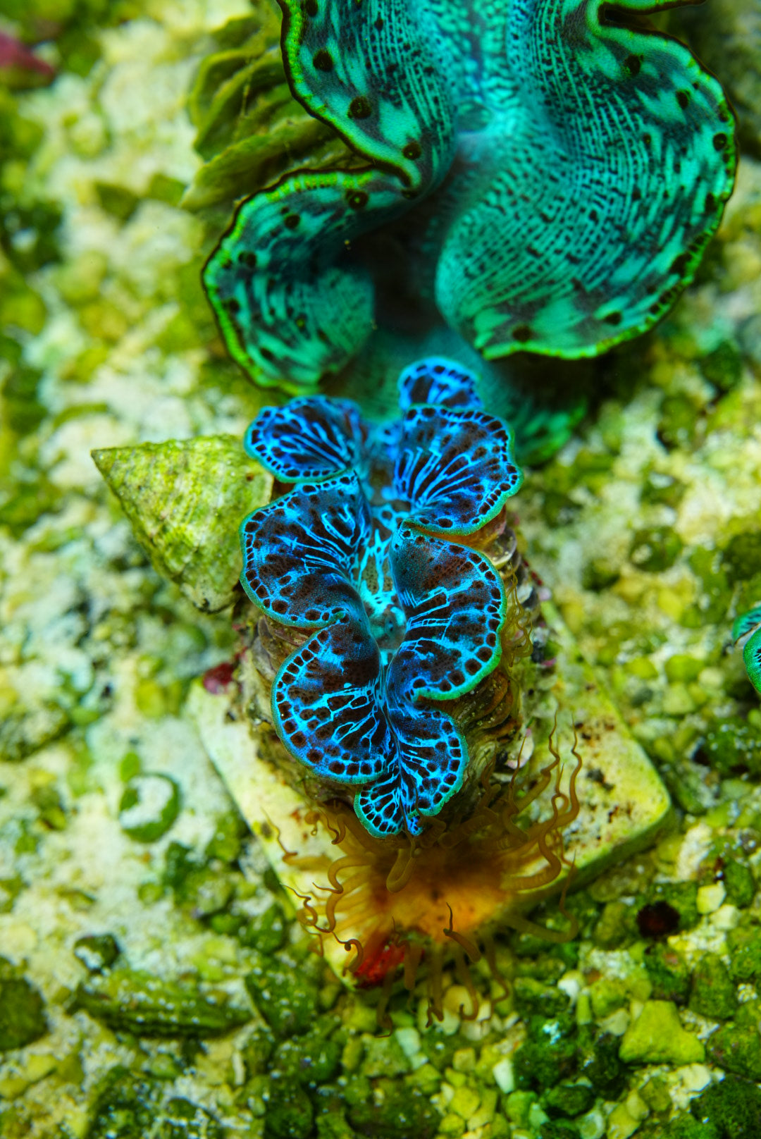 Maxima clam 3 inch