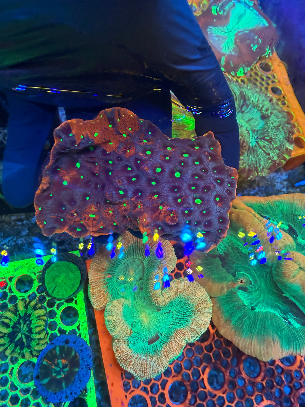 Fascination Favia colony