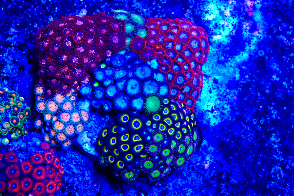ZOA Colony