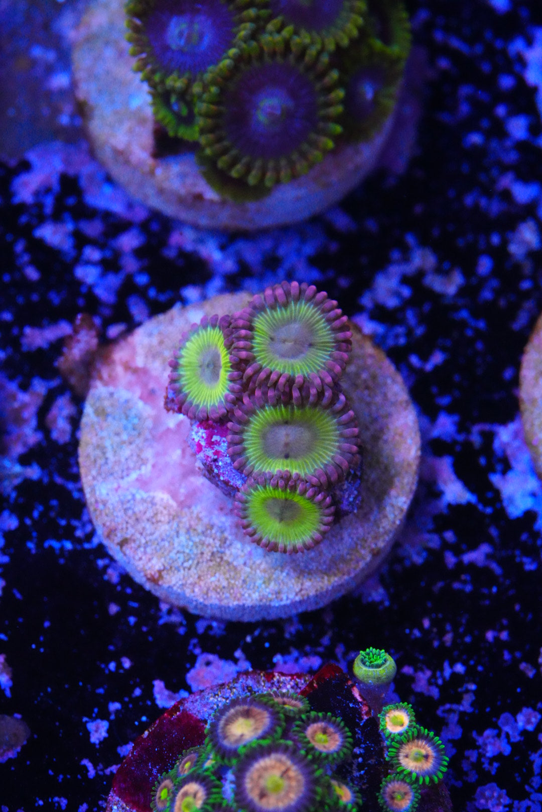 Chiquita Zoas