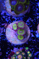 Chiquita Zoas