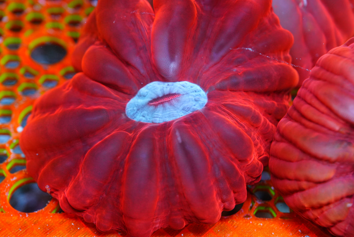 Red cynarina