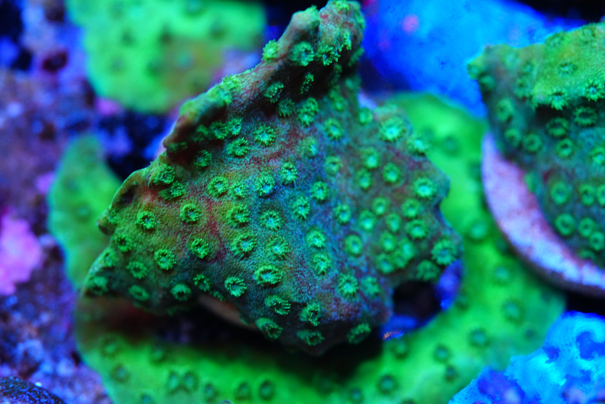 Bleeding Cyphastrea