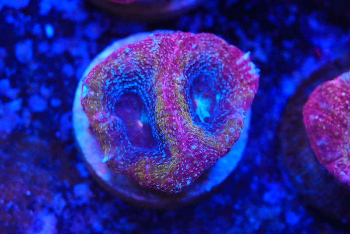acan bowerbanki