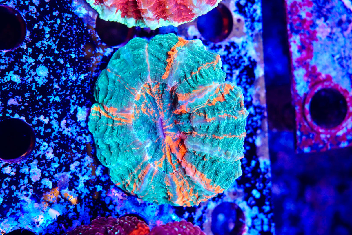 Acanthos