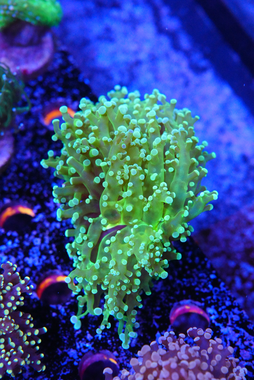 Green Frogspawn