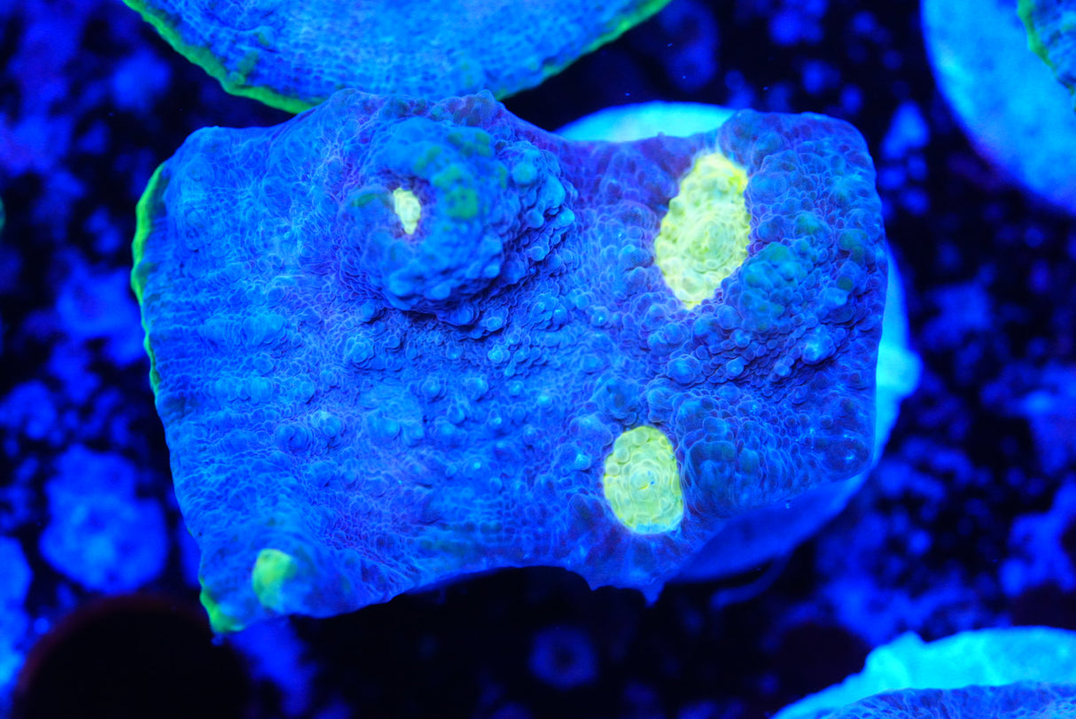 Jelly bean Chalice frags