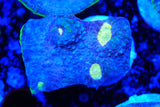 Jelly bean Chalice frags