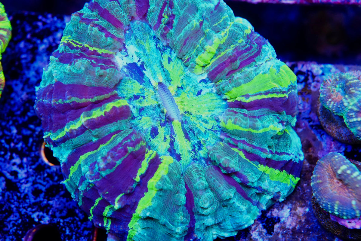 Acanthos