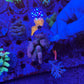 Amazing Sps colonies bundle