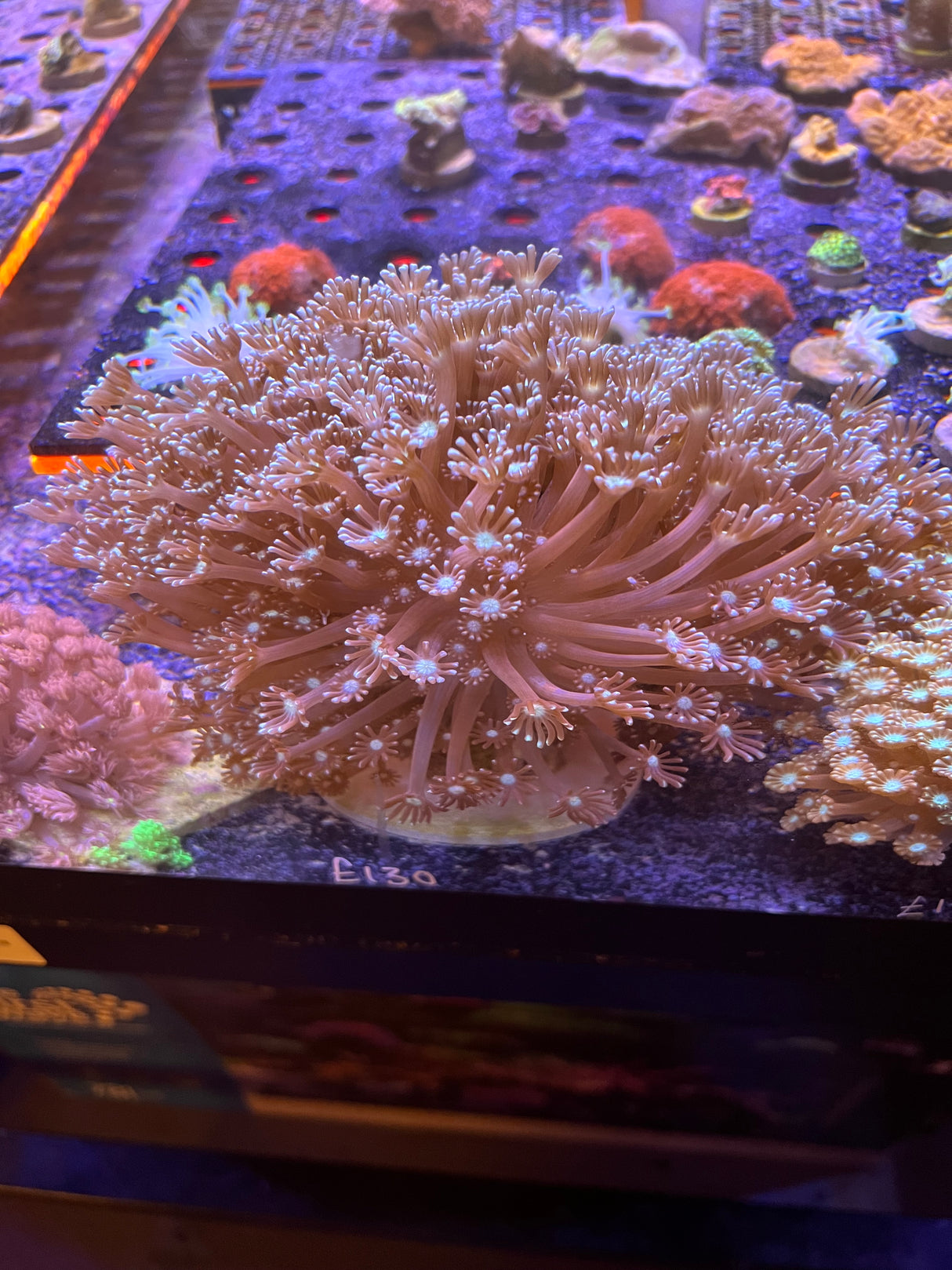 Large ultra Alveopora colonie