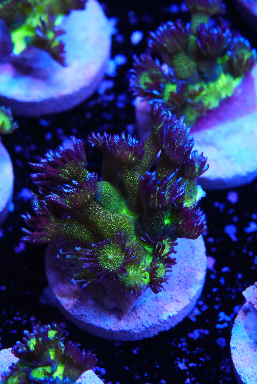 Blueberry glitter goniopora