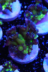 Blueberry glitter goniopora