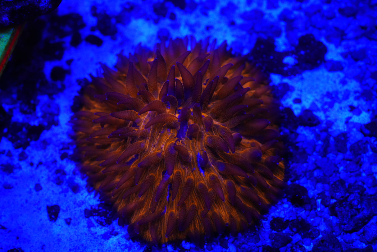 Fungia plate coral
