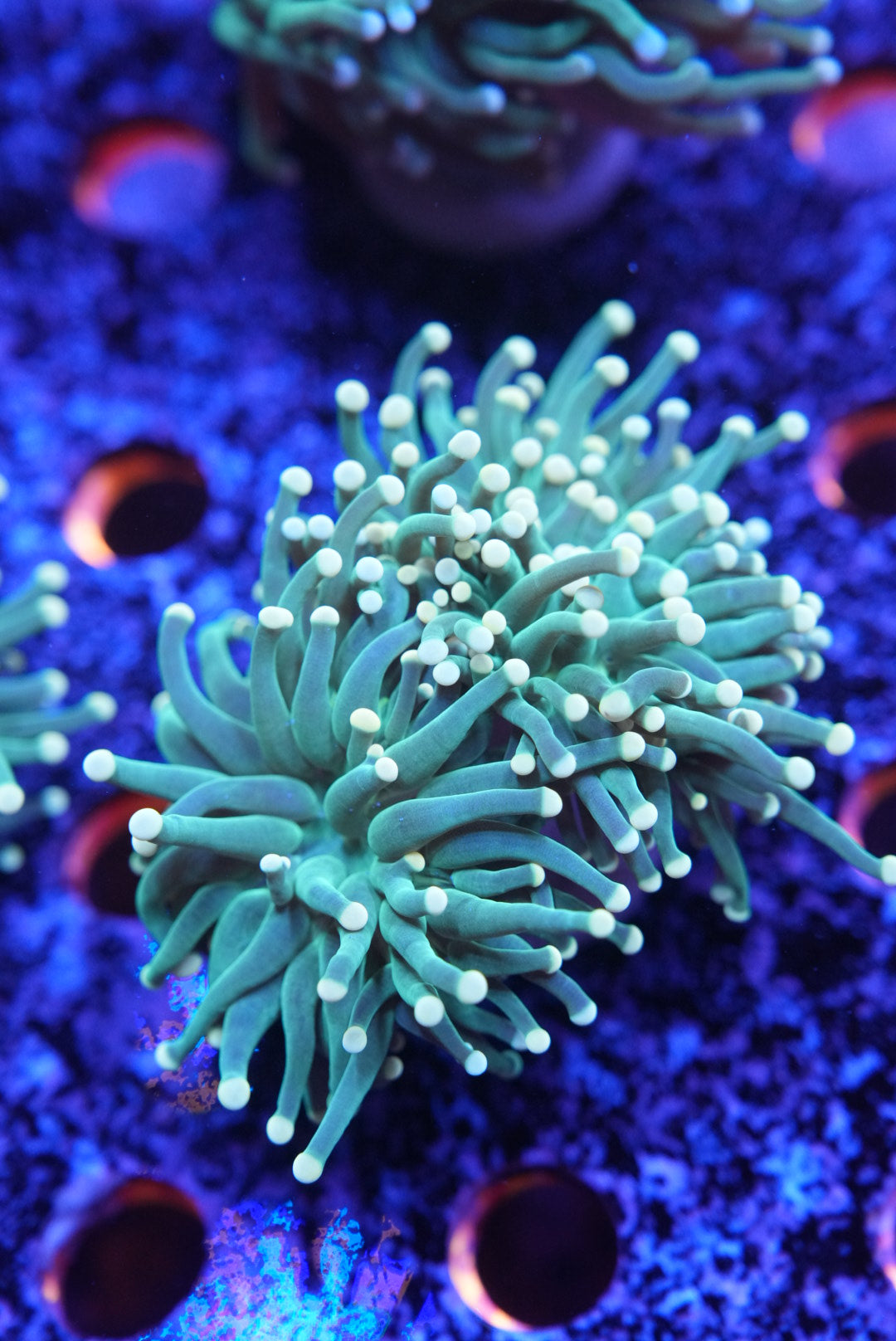 WYSIWYG torch coral