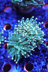 WYSIWYG torch coral