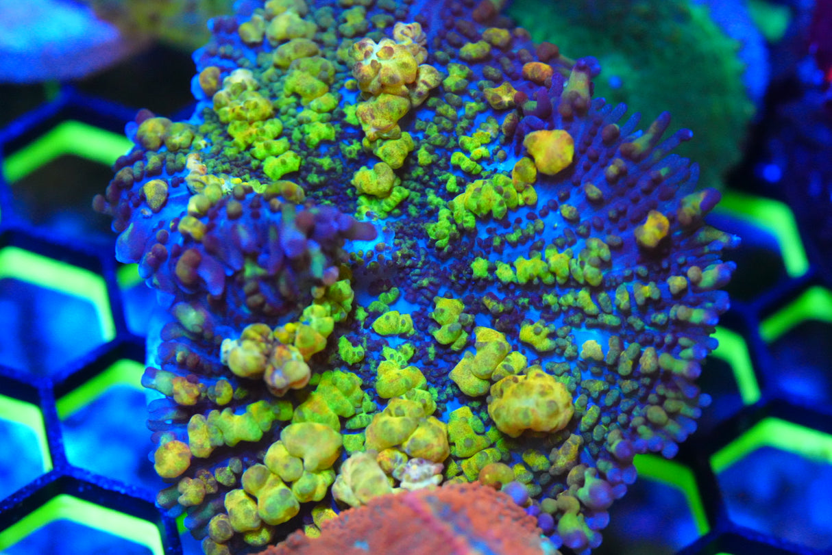 True  Uranium Bounce Mushroom 🍄