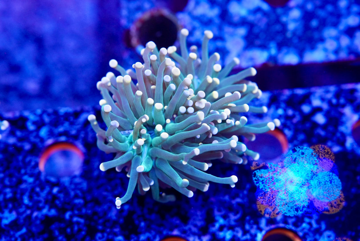 WYSIWYG torch coral