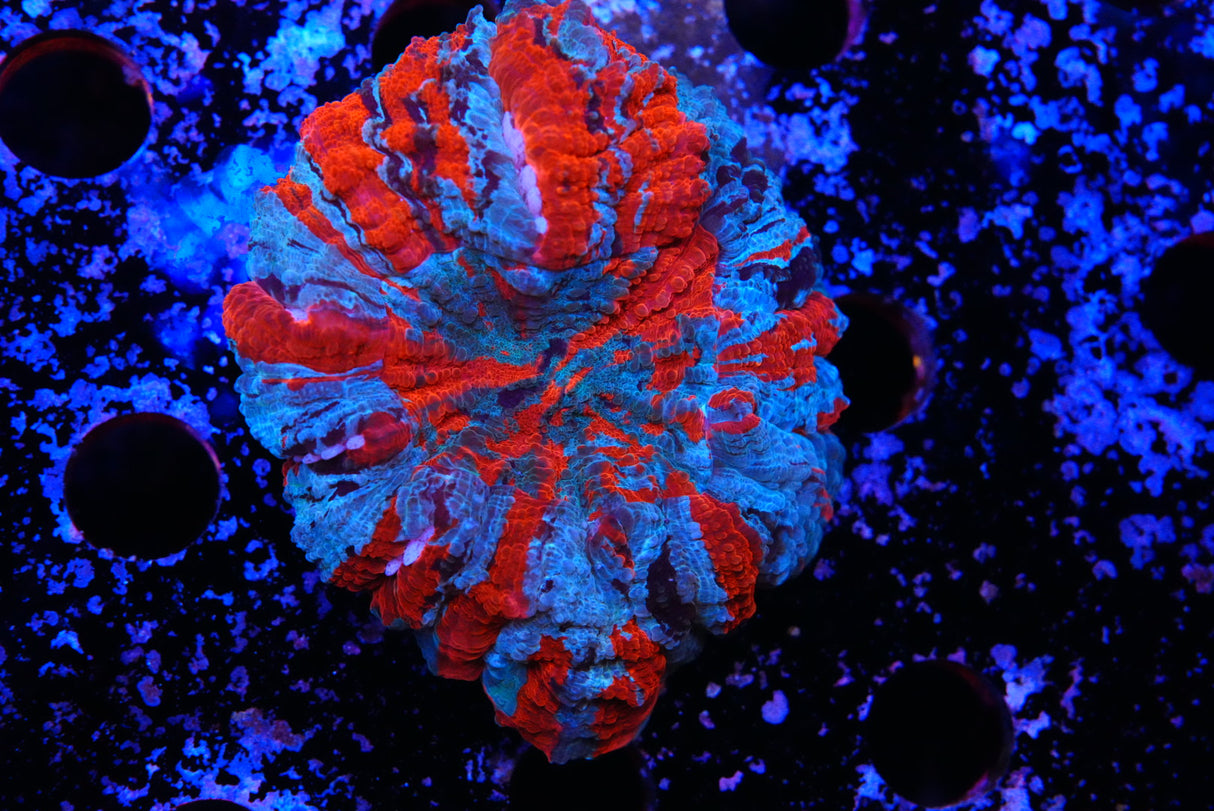 Acanthos
