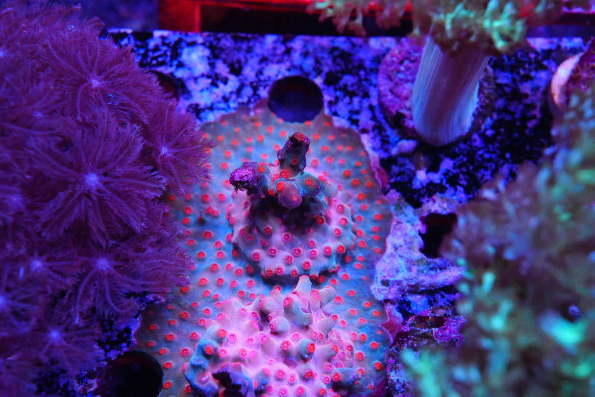 Branching cyphastrea Decadia