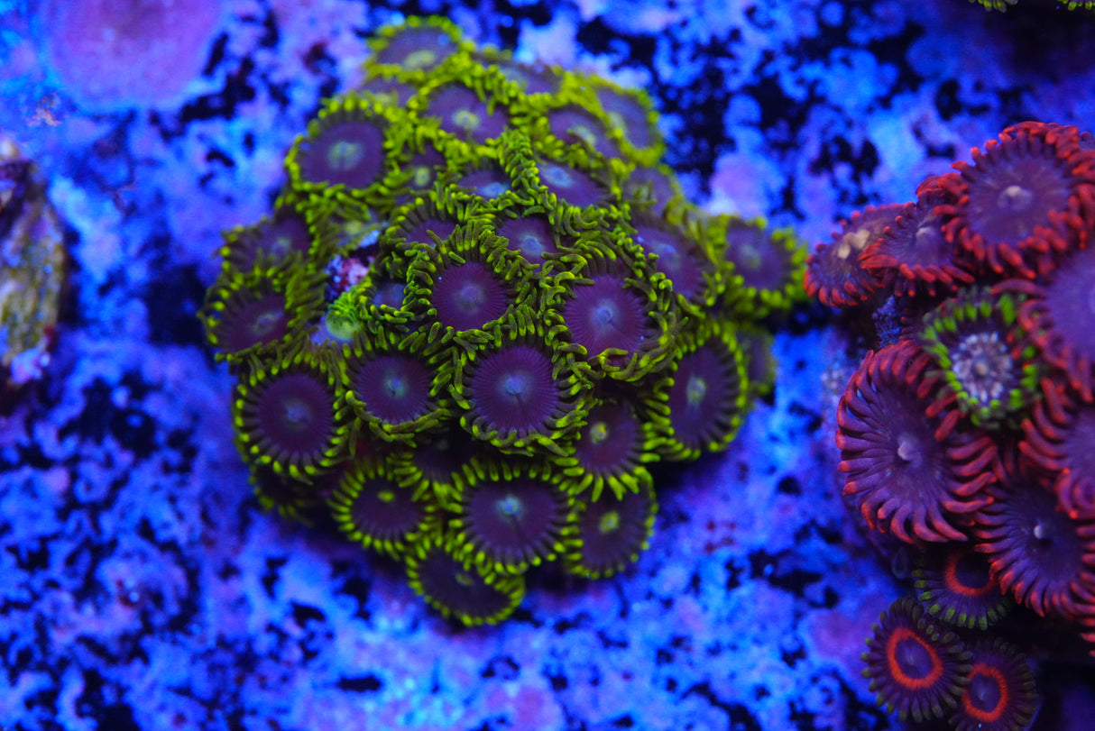 Zoa