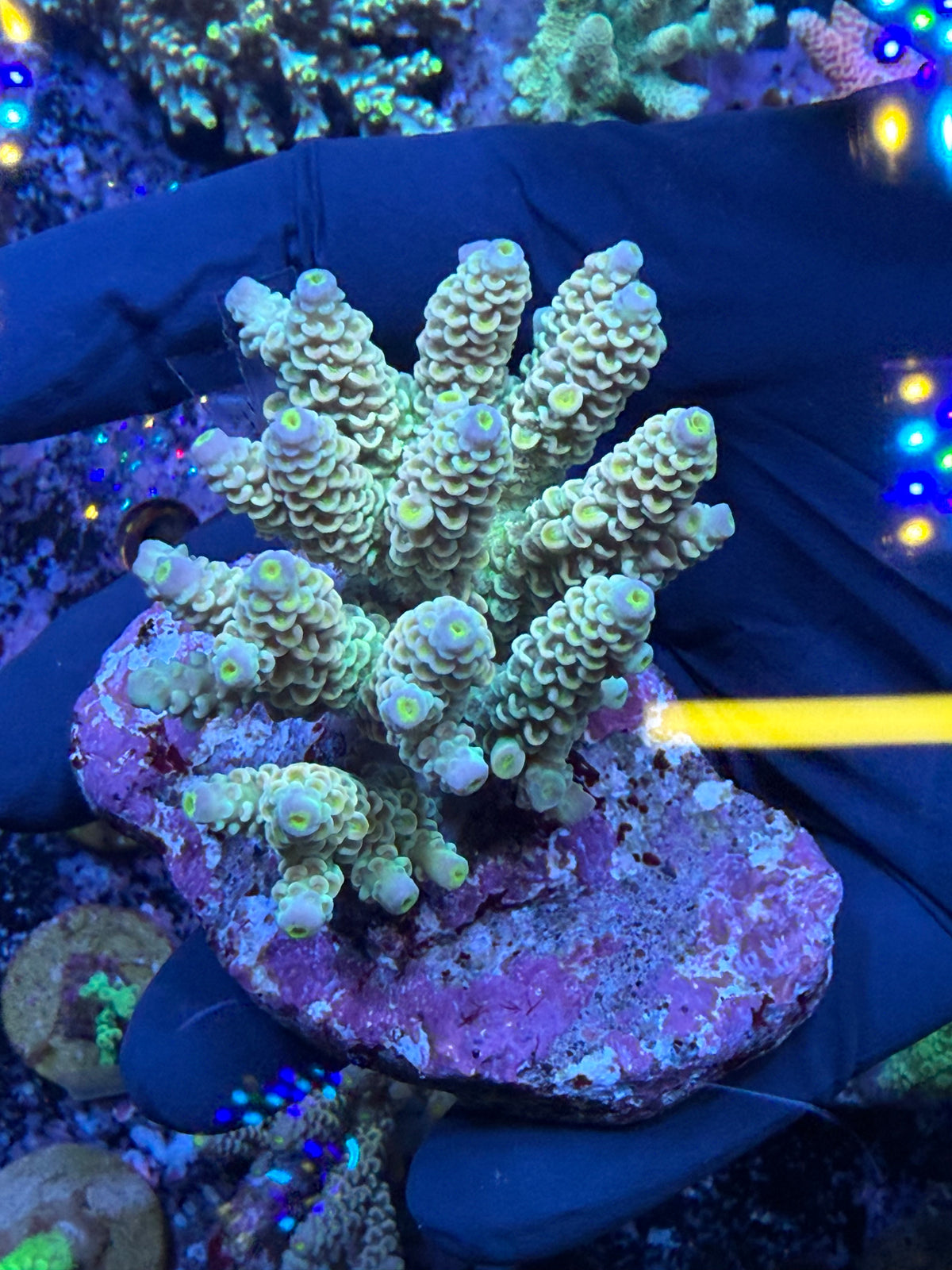 Aussie ultra colonies M