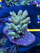 Aussie ultra colonies M