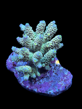 Aussie ultra colonies M