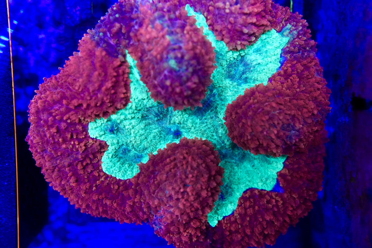 symphyllia coral
