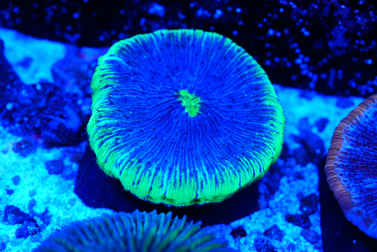 Fungia plate coral