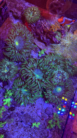 Emerald rock flower nems
