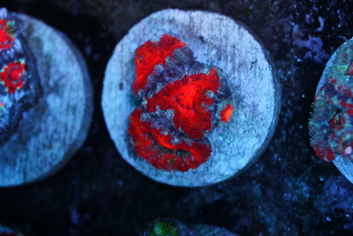 Cultured aussie acan
