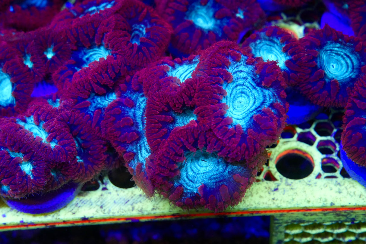 Blasto frag 1-3 heads