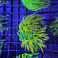 WYSIWYG banana Torch coral