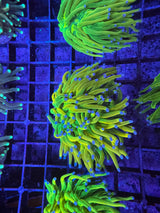 WYSIWYG banana Torch coral