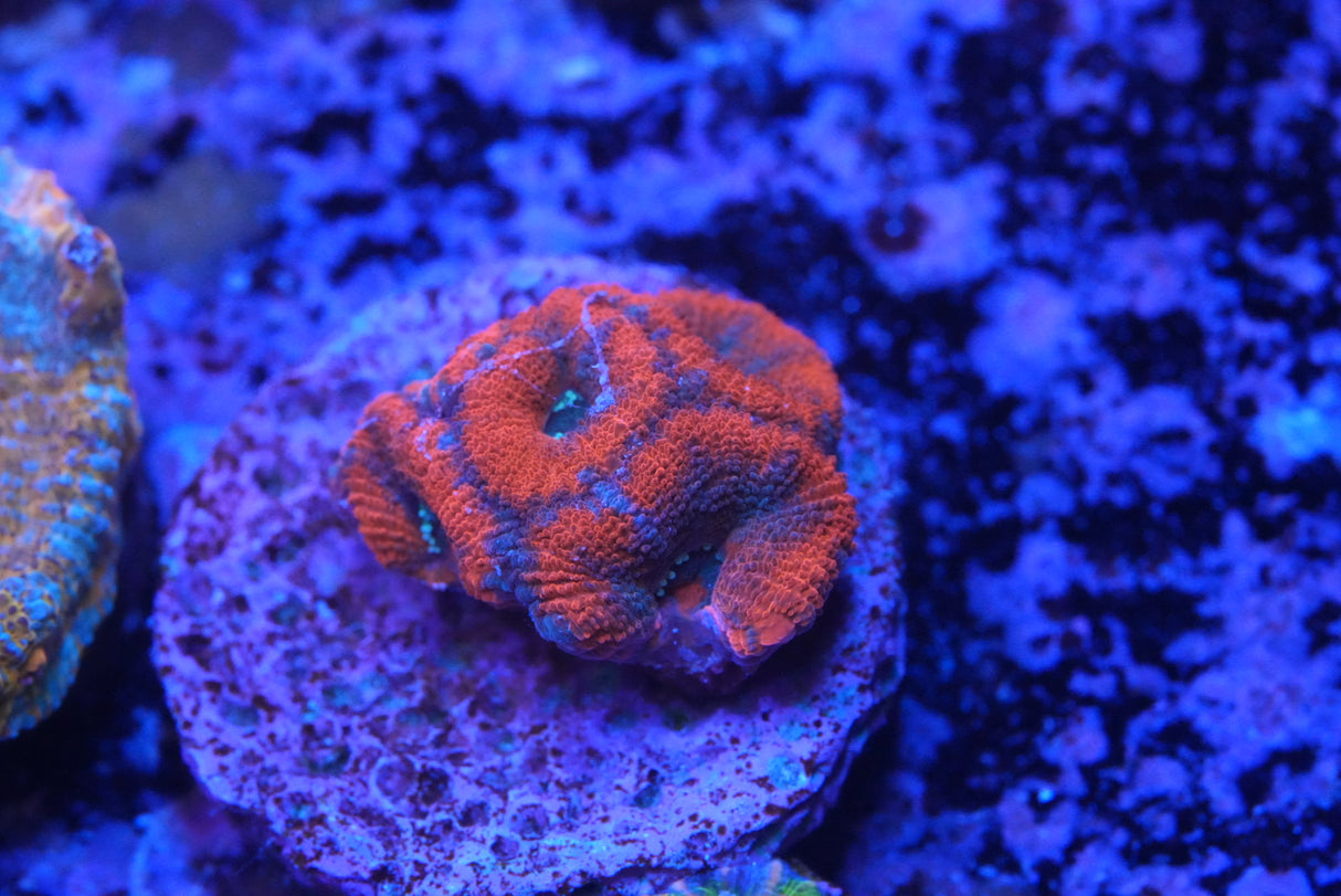 acan