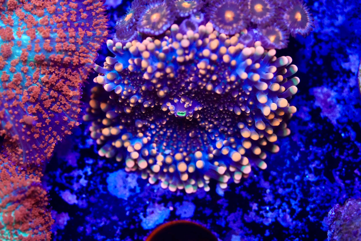 Super Orange Ricordea Yuma Mushroom