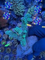 Aussie ultra colonies M