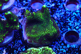 MONITPORA CONFUSA