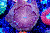 Gold Acanthos