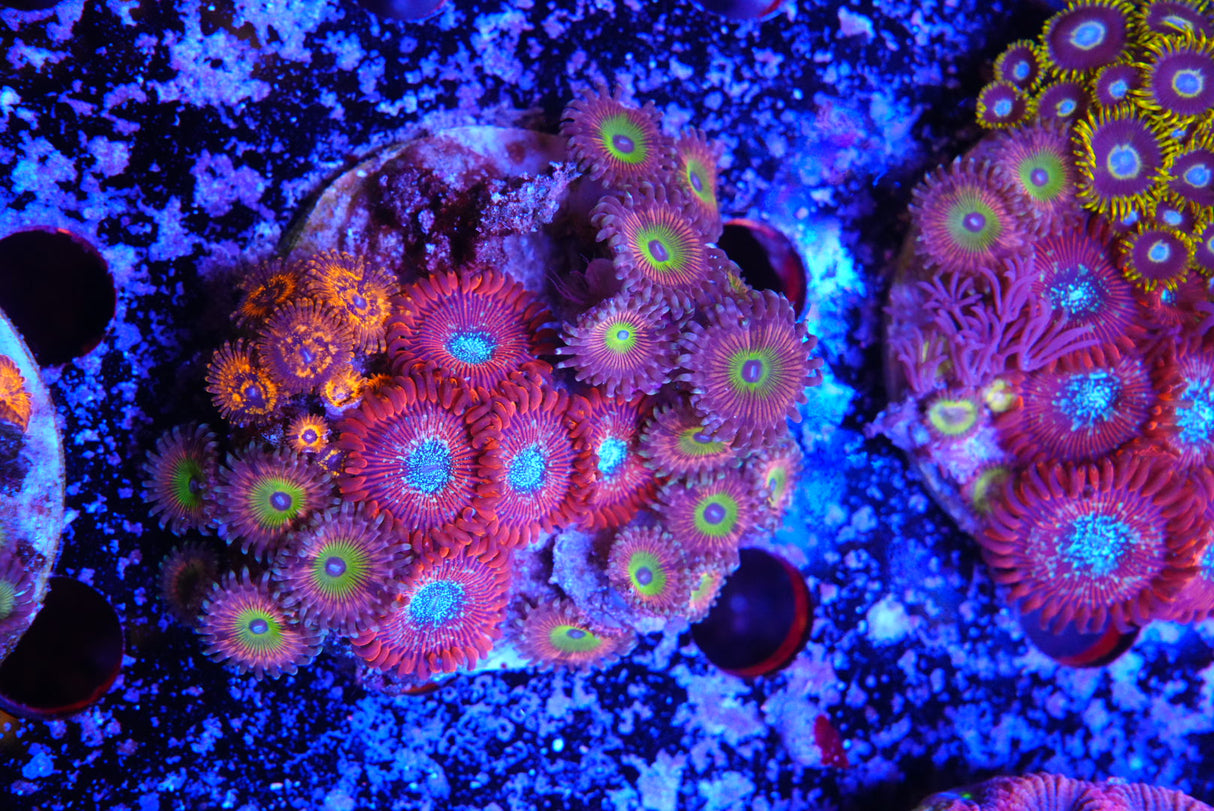 ZOA colony