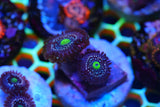 BLUE LAGOONS