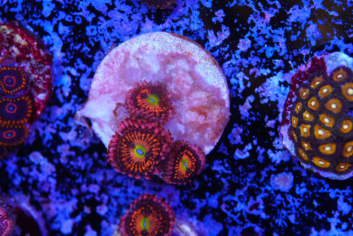 Alien anti venom ZOA