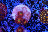 Alien anti venom ZOA