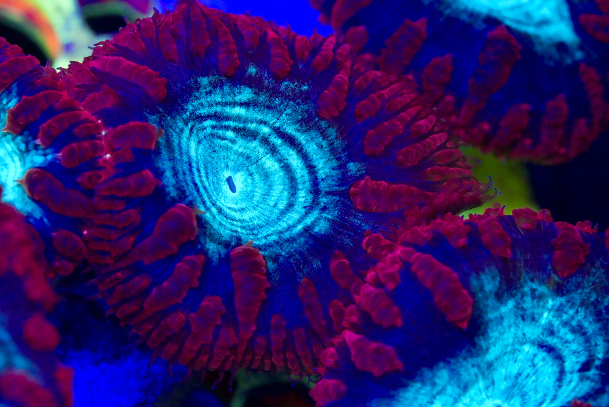 Blasto frag 1-3 heads