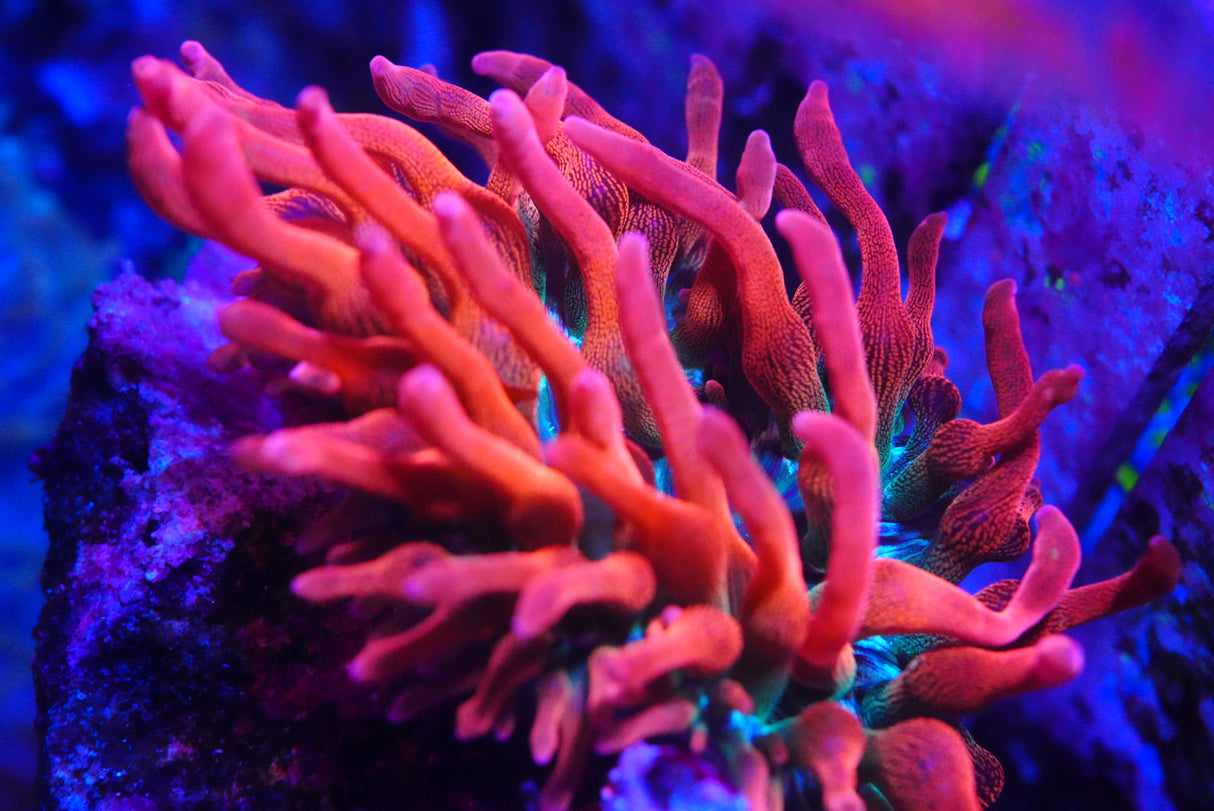 TRI COLOUR BUBBLE TIP ANEMONE