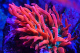TRI COLOUR BUBBLE TIP ANEMONE