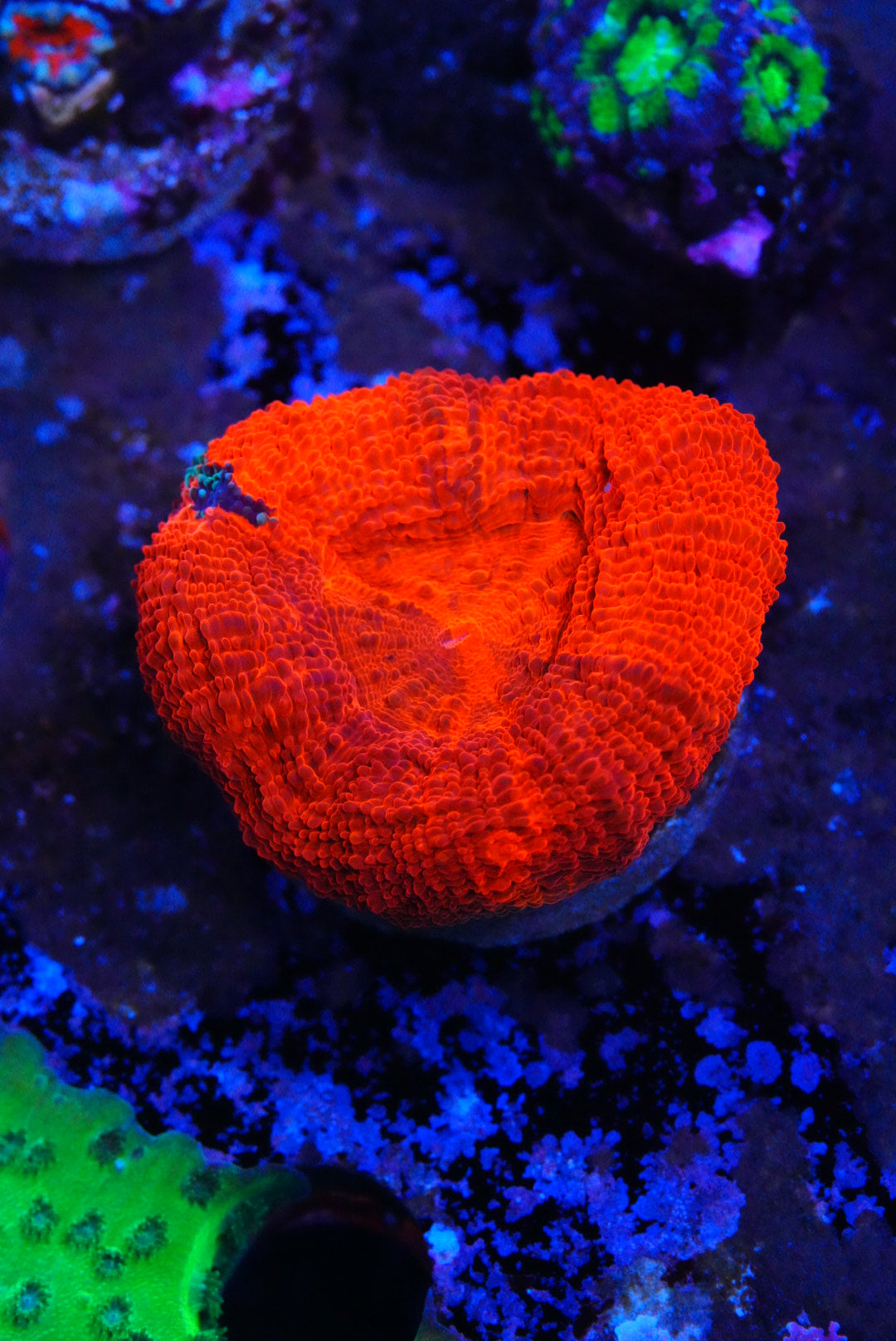 acan bowerbanki