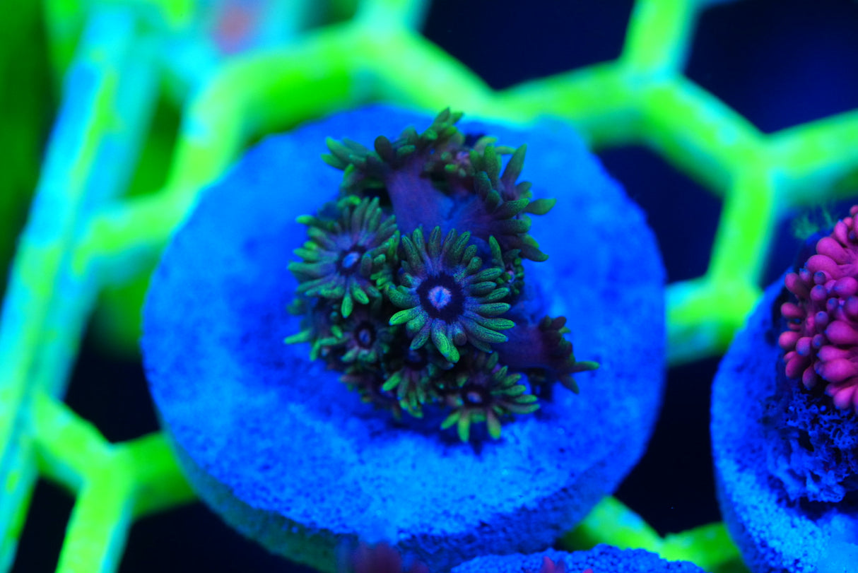 Ultra/rainbow Goniopora